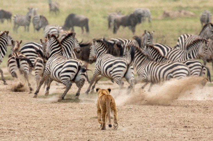 A lion cub stampedes a herd of zebra.