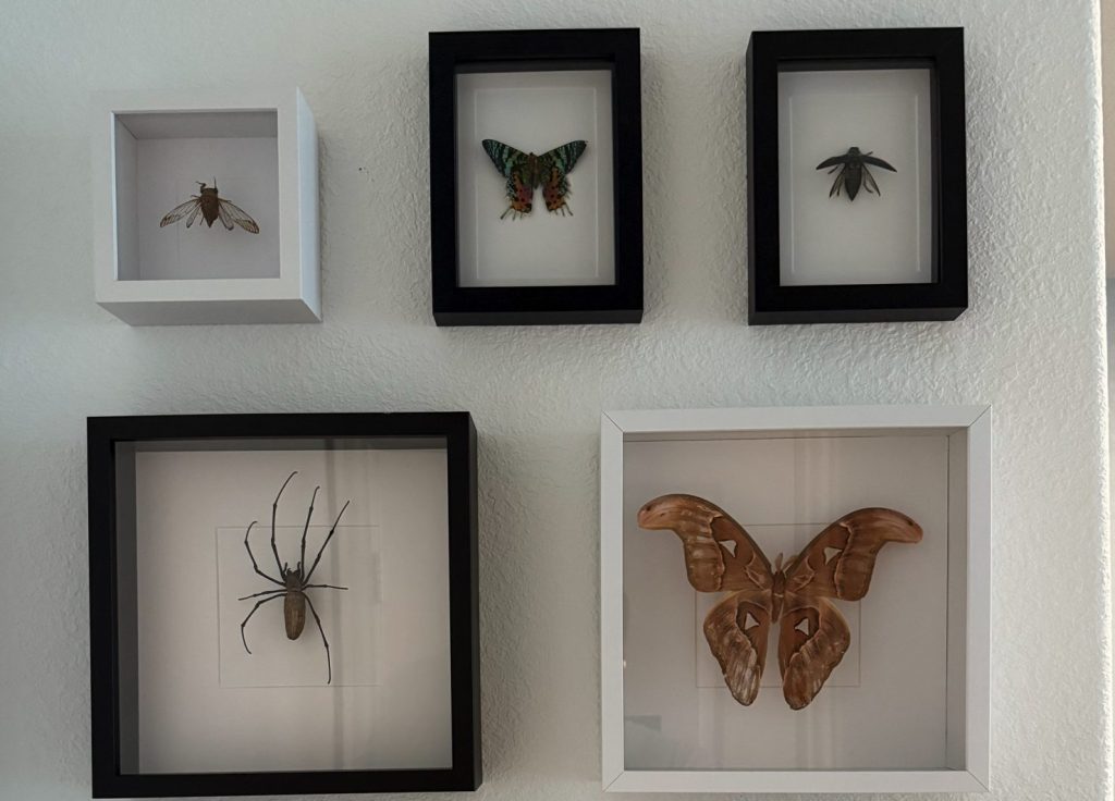 Pinned insects on display