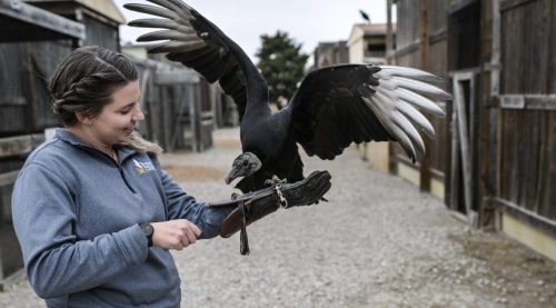 Winging It: North Texans Are Hunting With a Different Type of Weapon