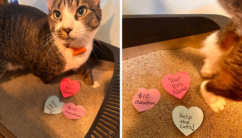 cat with valentines in a litter box