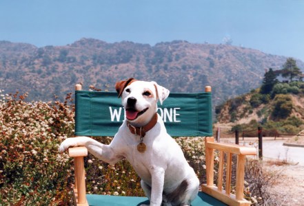 North Texans created ‘Wishbone’, now they're honoring the talking dog with a documentary