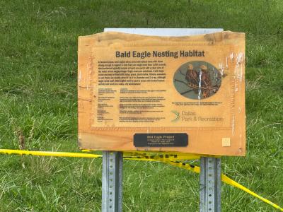 Baby eagles at White Rock Lake have ruffled the feathers between birders and bikers