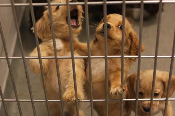Dallas Animal Services Actually Doing a Bang-Up Job, According to Annual Report