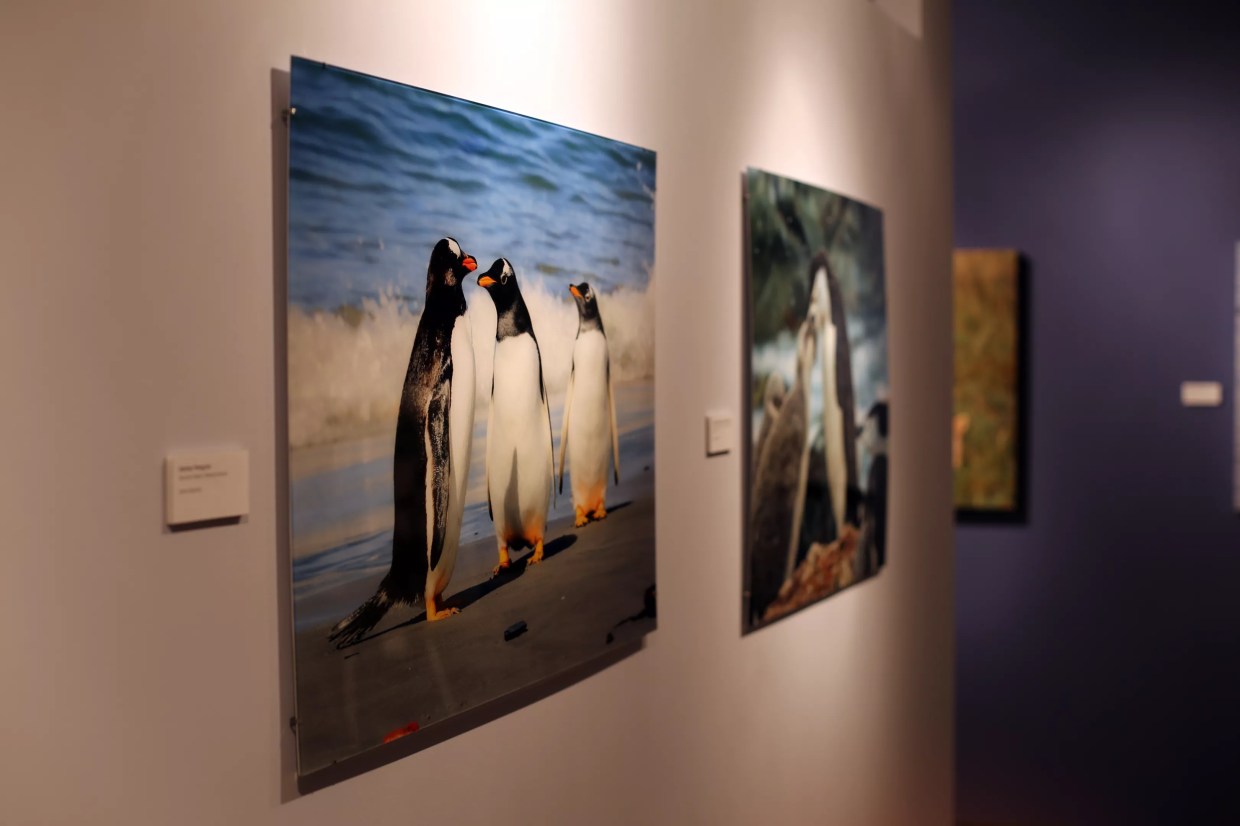 A New Addison Gallerist Traveled the World to Photograph All 17 Species of Penguin