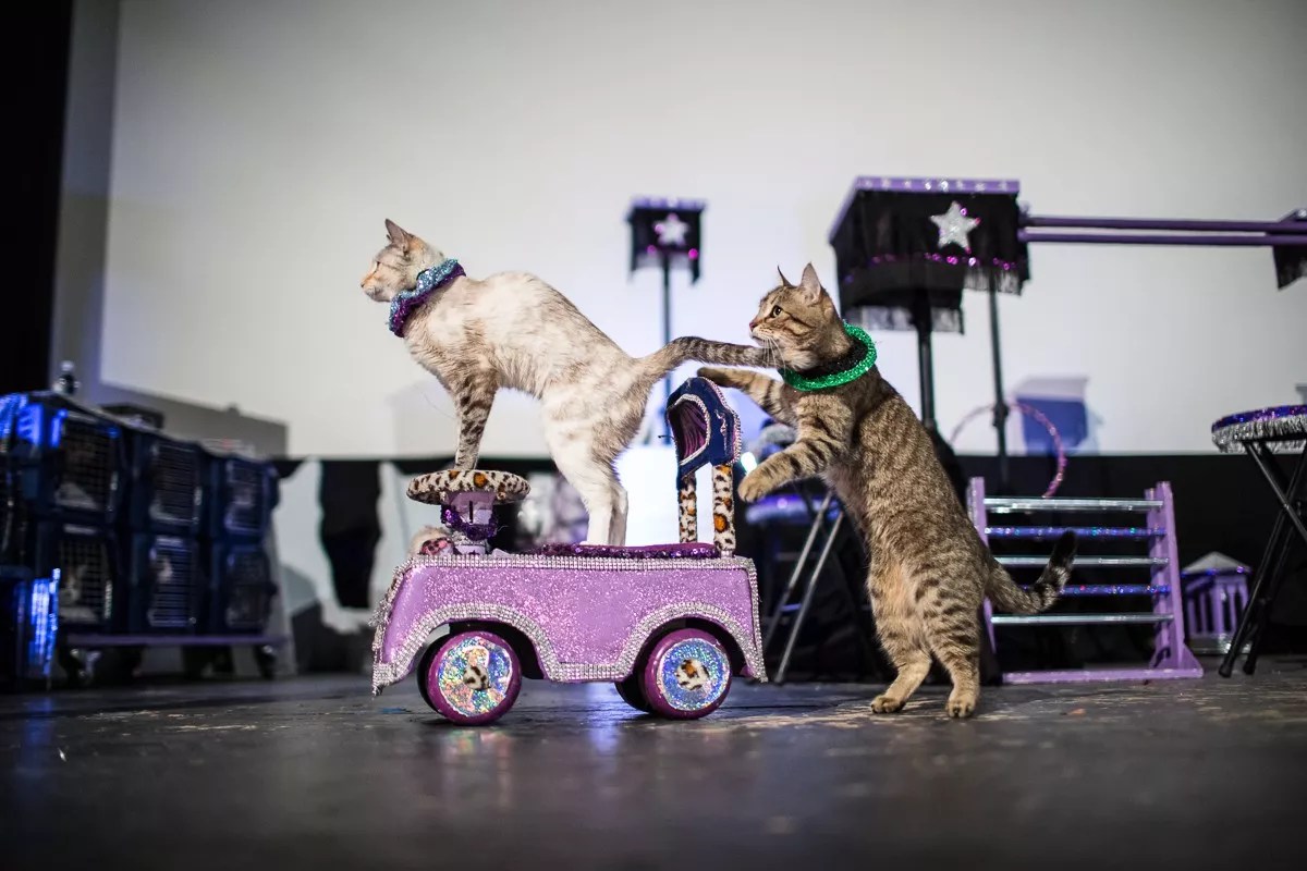 21 Things to Do in Dallas This Week