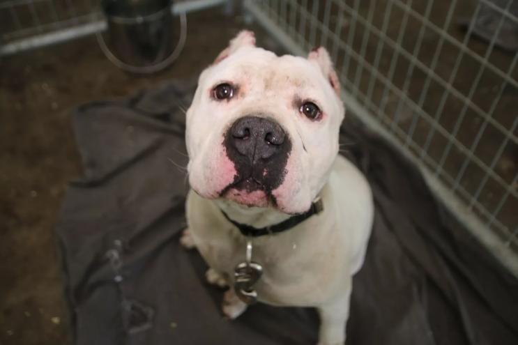dog in shelter