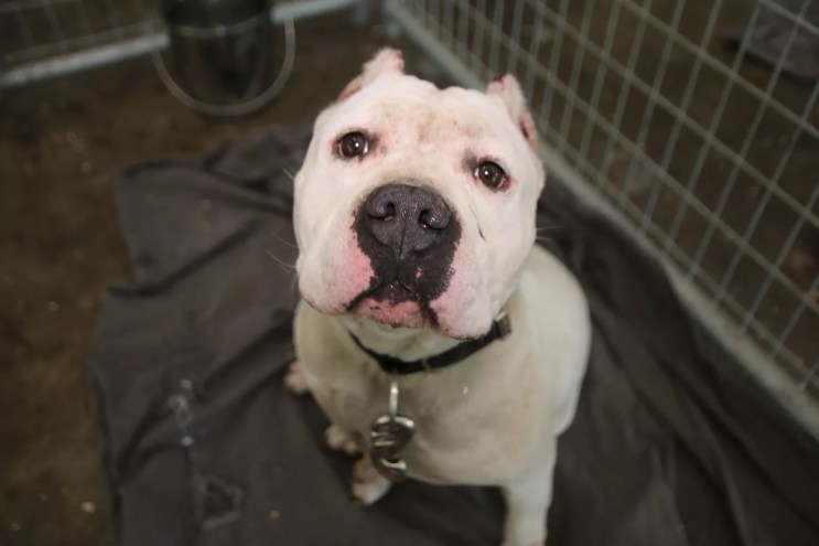 dog in shelter
