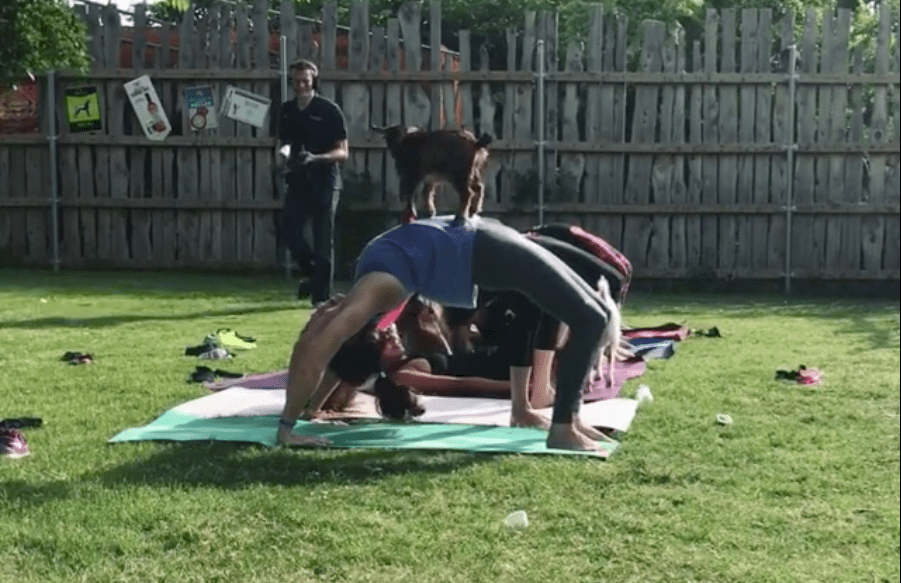 Want to Do Yoga While Baby Goats Jump On and Around You? There’s a Class for That.