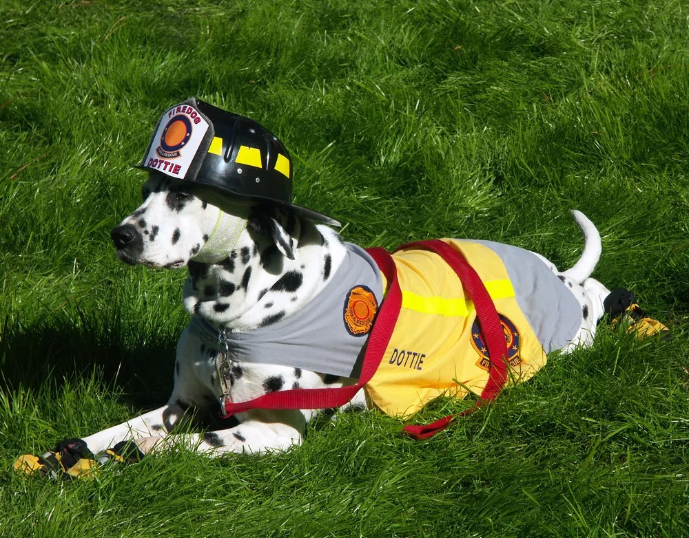 What Happened to Fire Station Dogs?