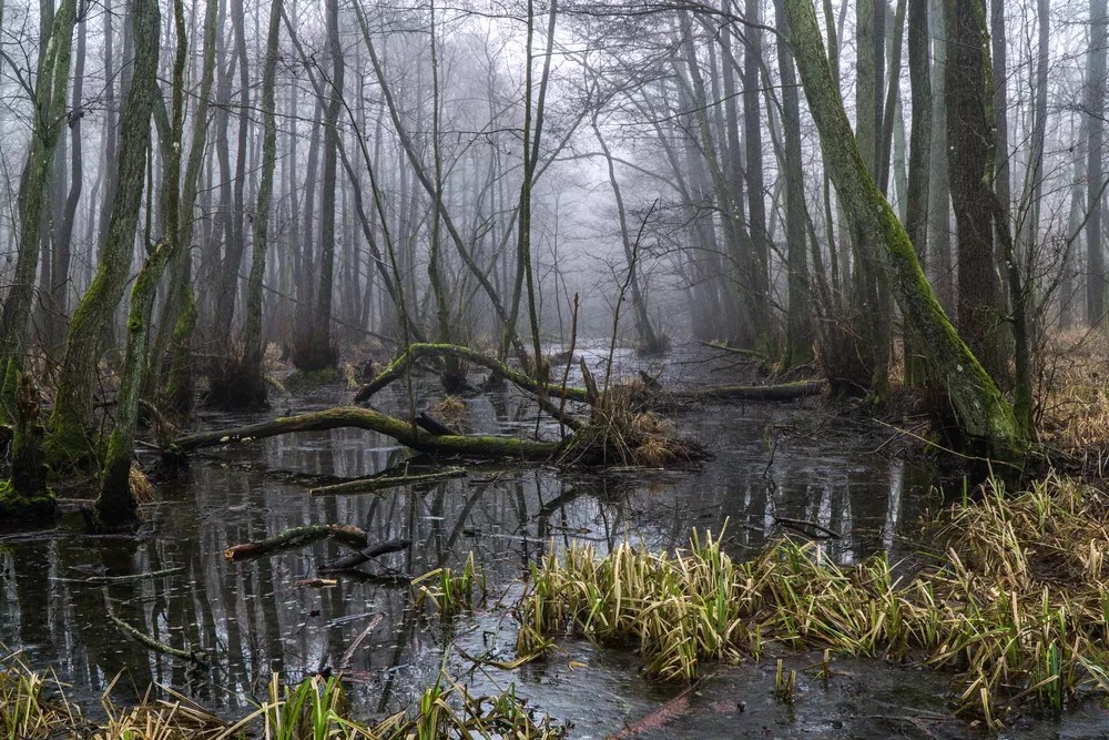 Trump May Be Draining Swamps in Washington, but Our Swamp Looks Pretty Peaceful