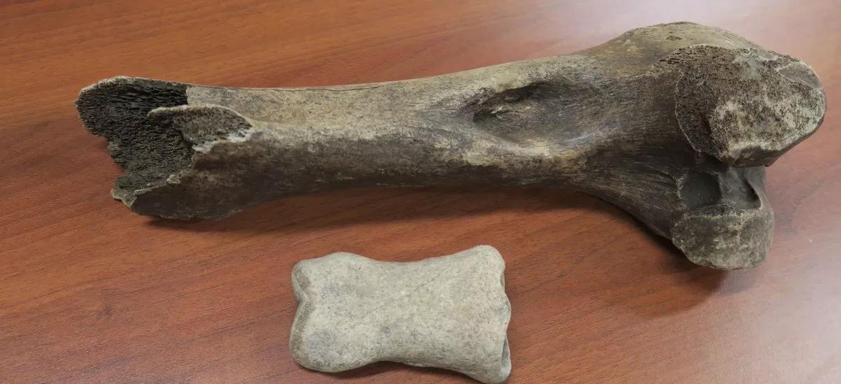 11,000-Year-Old Fossils Discovered at DFW Airport
