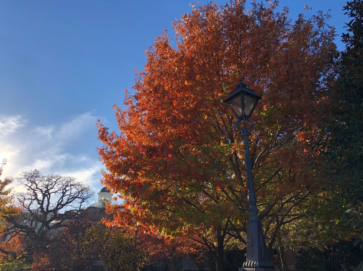 Are North Texas Trees More Colorful This Fall?