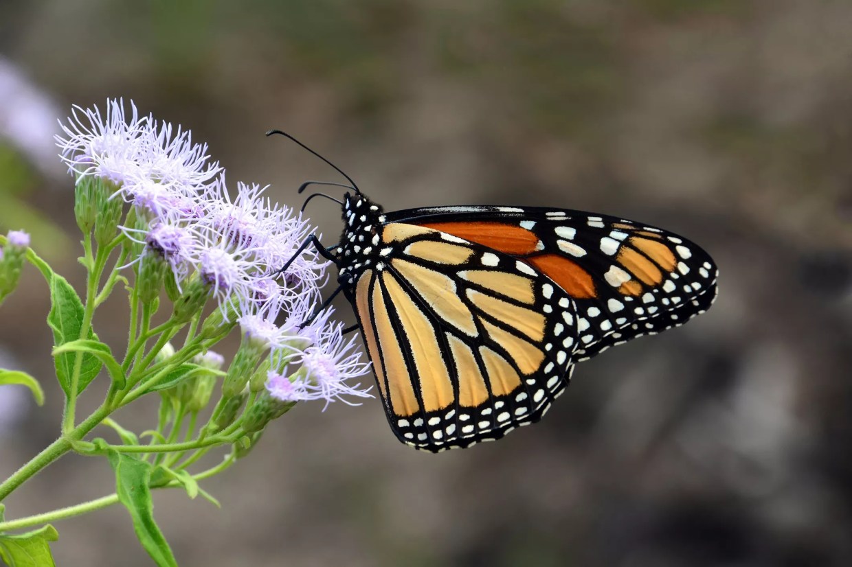 Butterfly Center Is a Good Border Post to Spot Tanks Coming — Not From South
