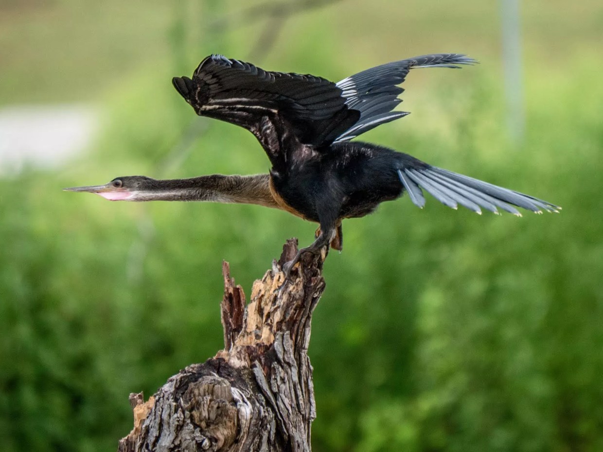 Time for Trinity Park Plan to Get Airborne or Give Up and Go Lay an Egg