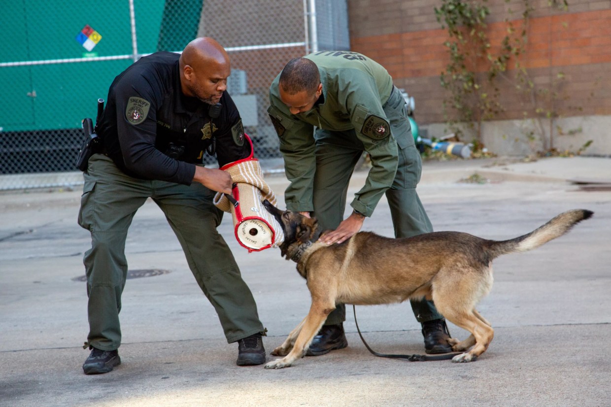 Texas Law Enforcement Relieved They Can Now Keep K-9s in Forever Family