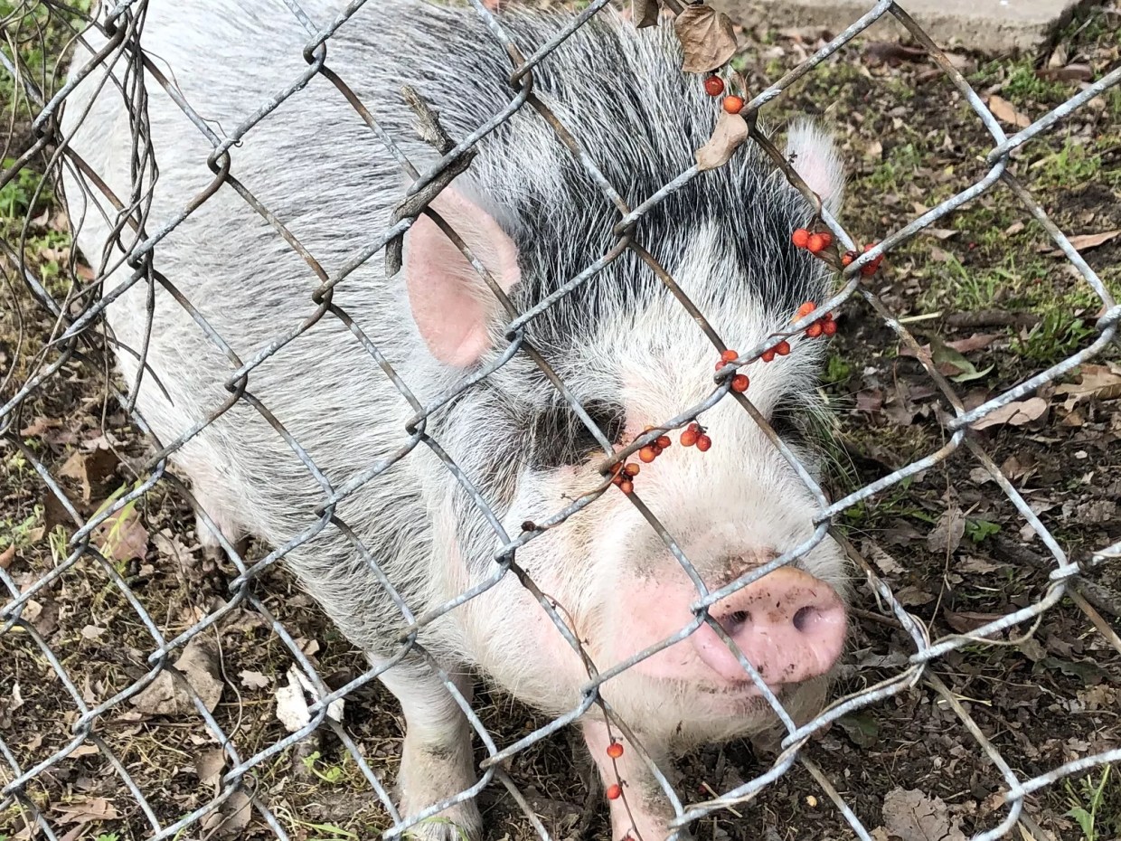 In Local Politics, Who’s the Socialist, and Who’s the Greedy Pig?