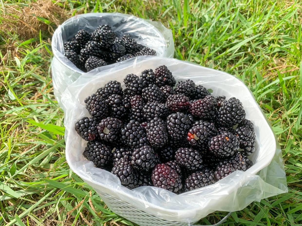 How One Farm Is Thriving During the Pandemic