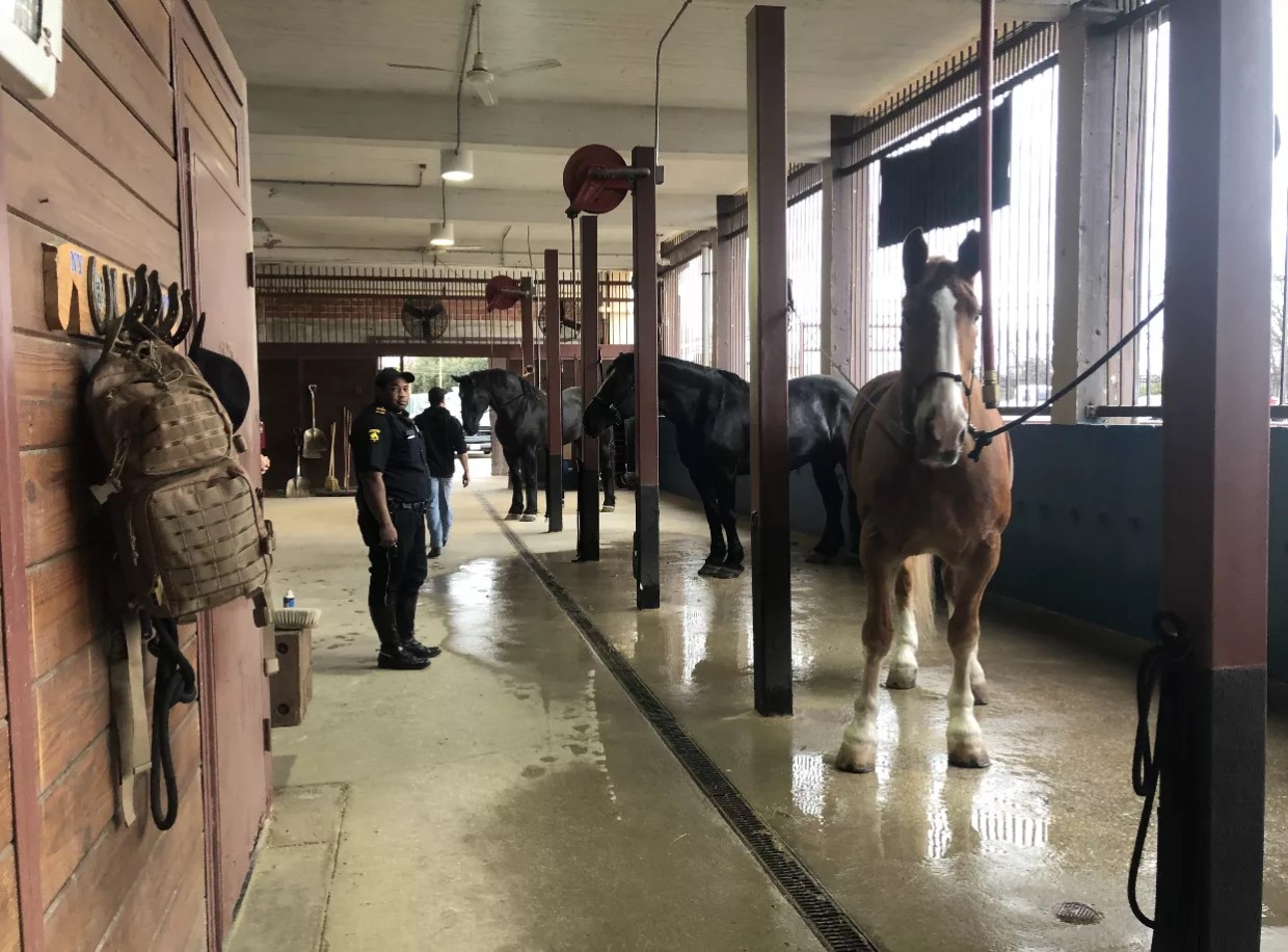 DPD’s Mounted Unit Divides Opinion