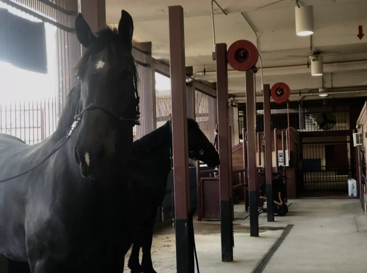 Will a City Council Runoff Decide the Future of Dallas Police’s Mounted Unit?