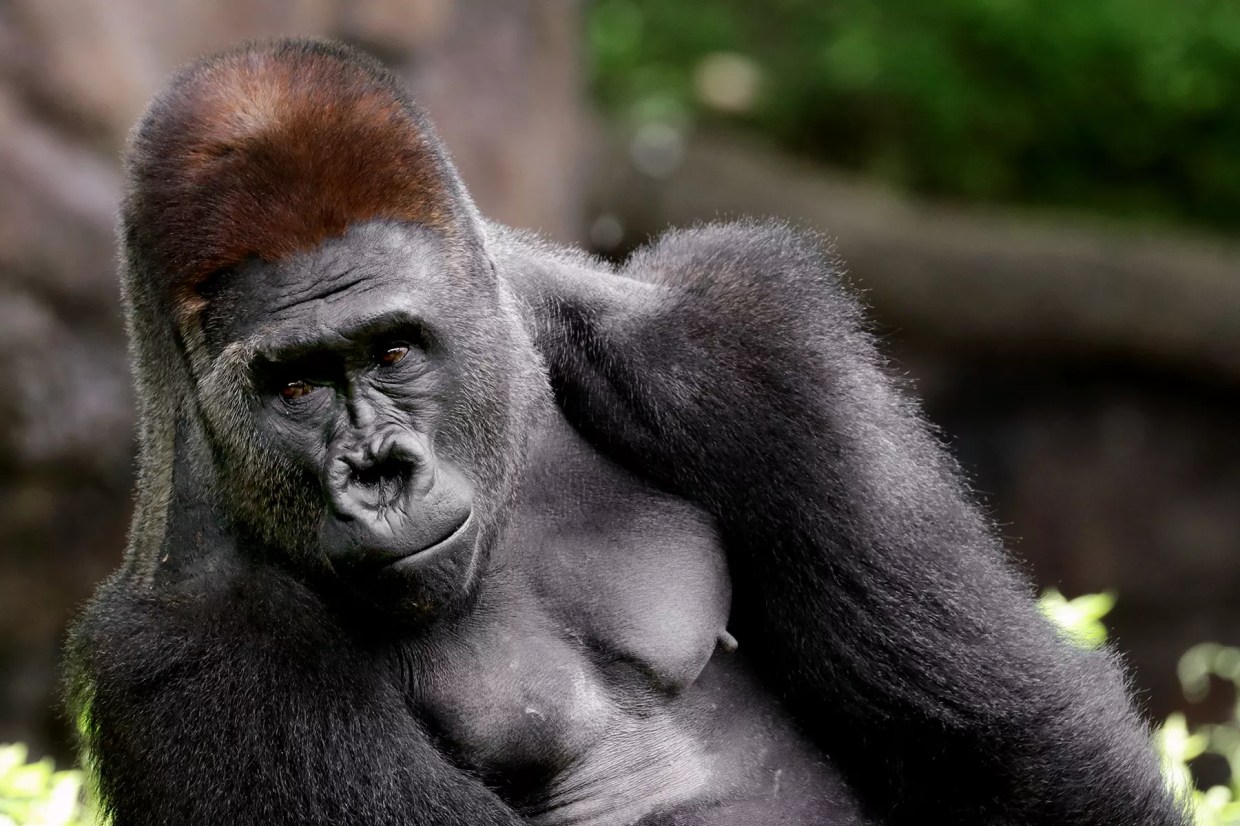 100 Men Versus One Gorilla? The <i>Observer</i> Editorial Staff Weighs In