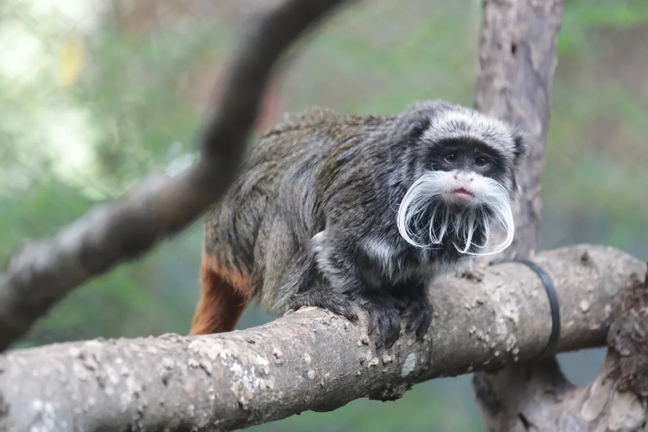 Two emperor tamarin monkeys were stolen from the Dallas Zoo in 2023.
