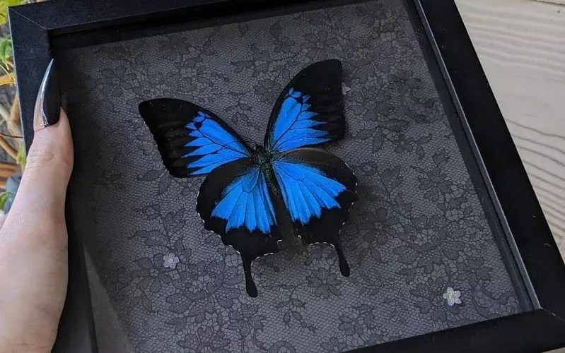 A mounted blue butterfly by Lily Lurid. Art with dead insects are all the rage in Dallas.
