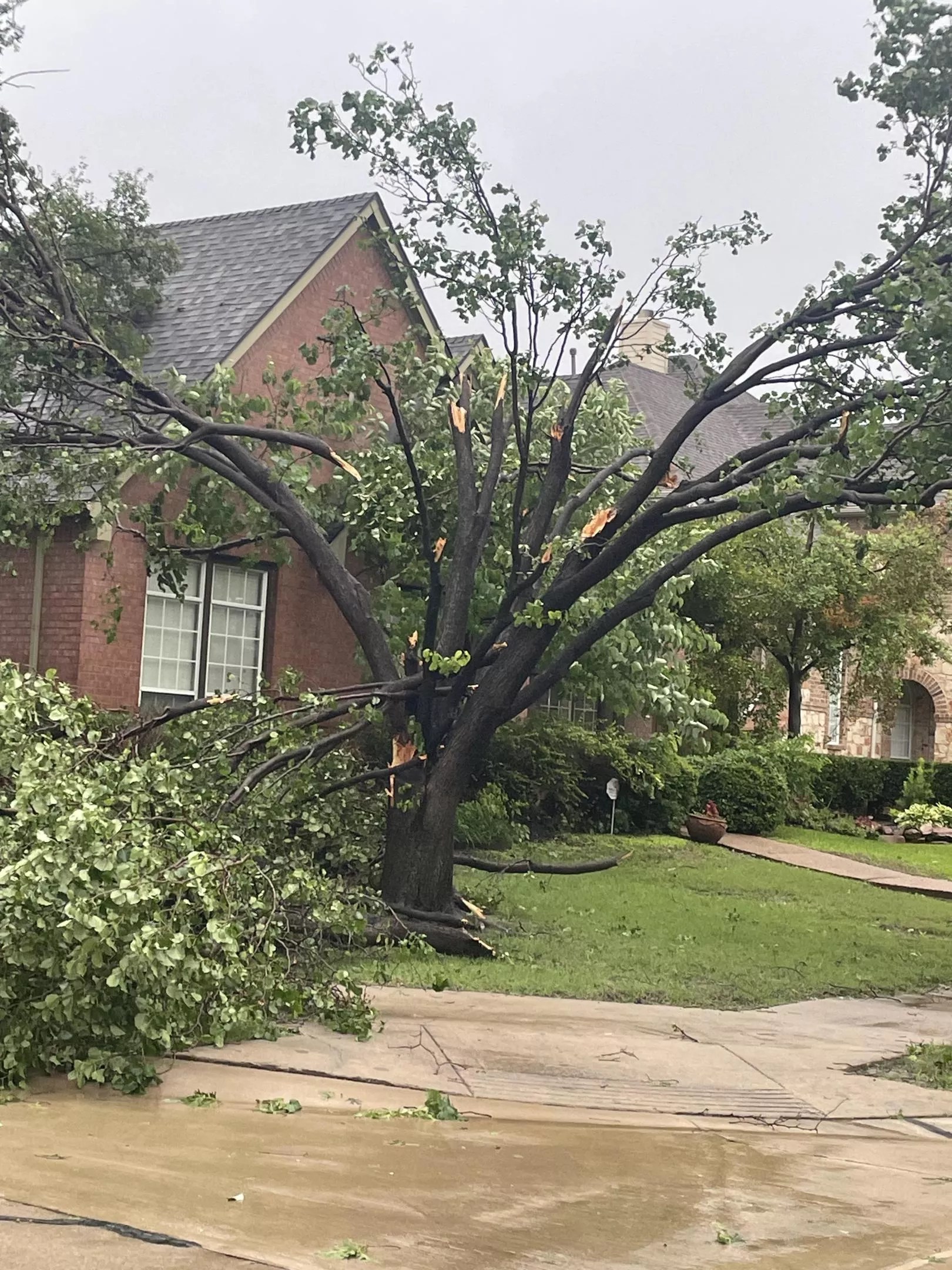 Tree damage to house