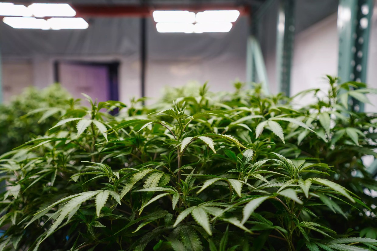 Dallas Senator Wants Texas To Become More Weed-Friendly