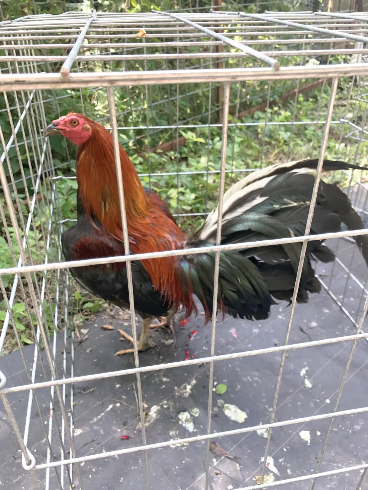 Eggs Are Not a Dime a Dozen