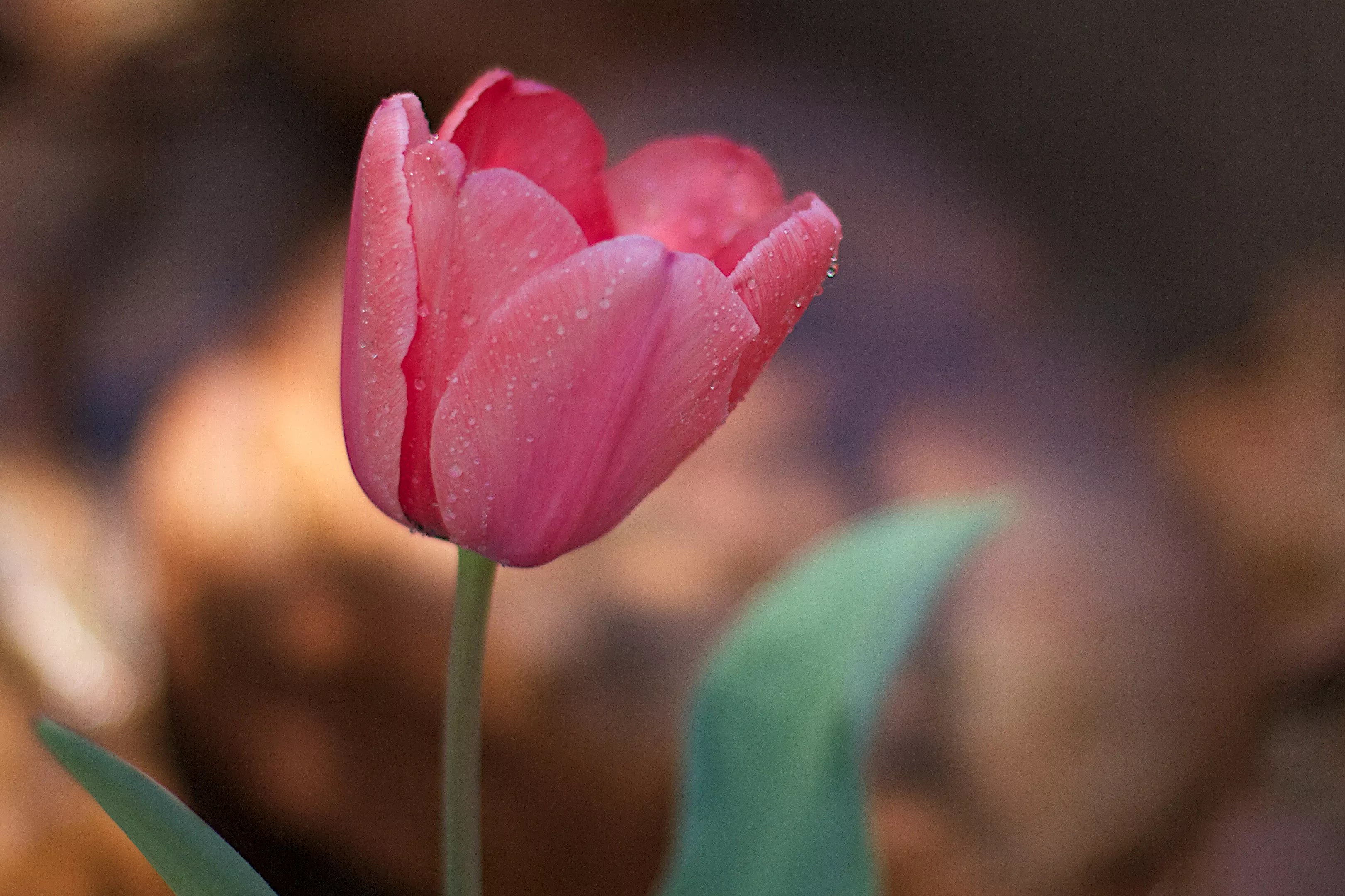 A pink tulip.