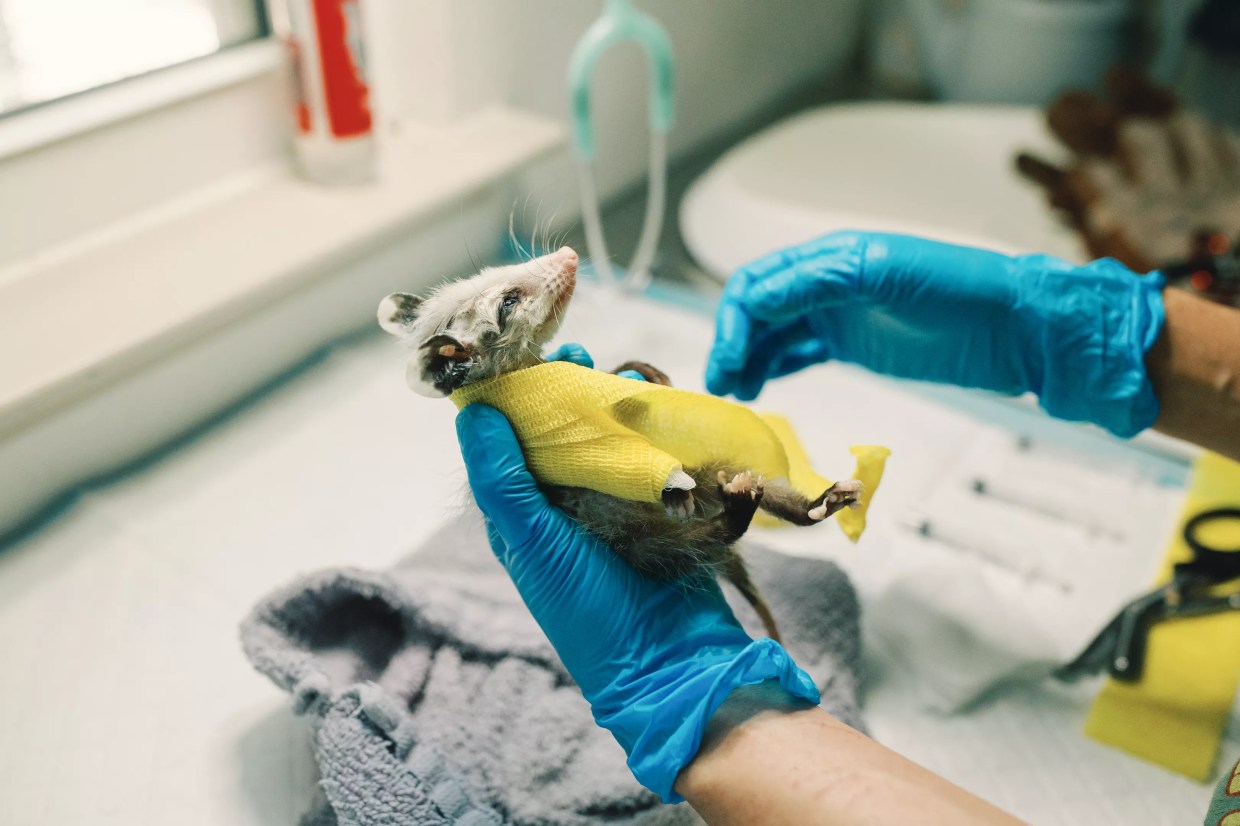 ‘A Matter of Time’: Orphaned Animals in Plano Are Looking for a New Home