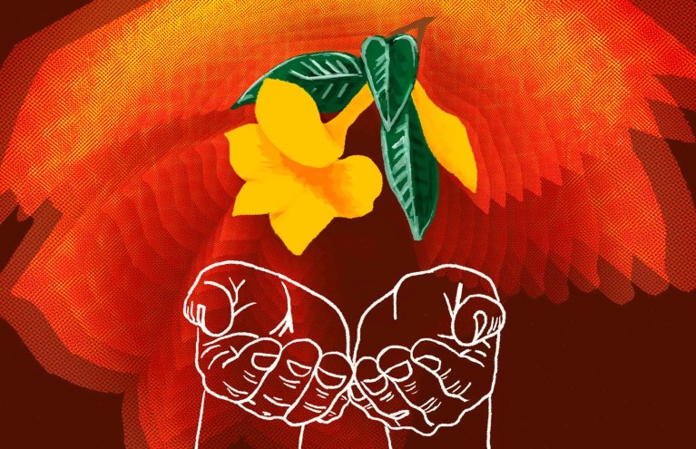 Ibogaine is used for breaking addiction to opiates.